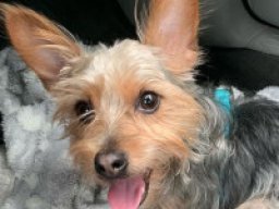 yorkie_pin_1_20220629_1849584705